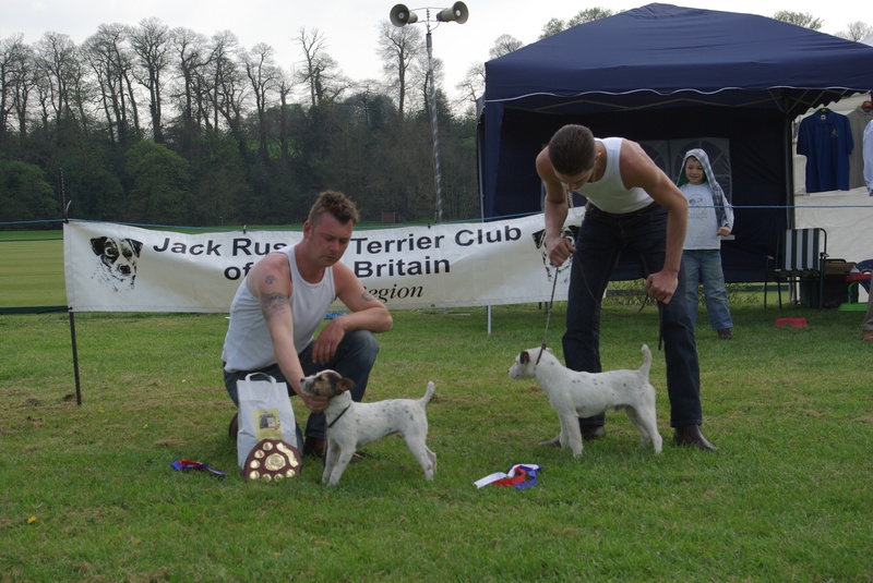 Southern Region Spring Show 2011 | Jack Russell Pups