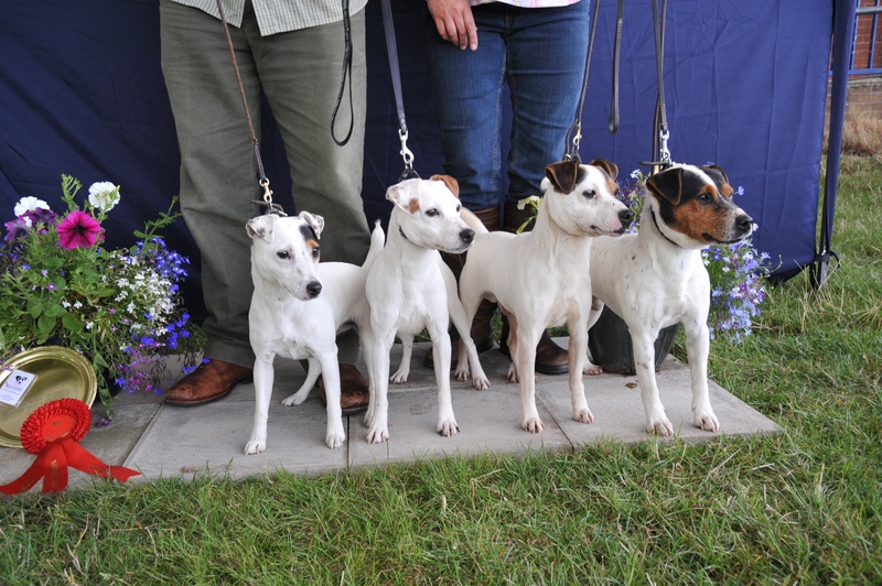 Class 21 Stud Dog and Get ( with at least 2 offspring from different litters) | Rushill Clyde & Co. - M&E Hulme