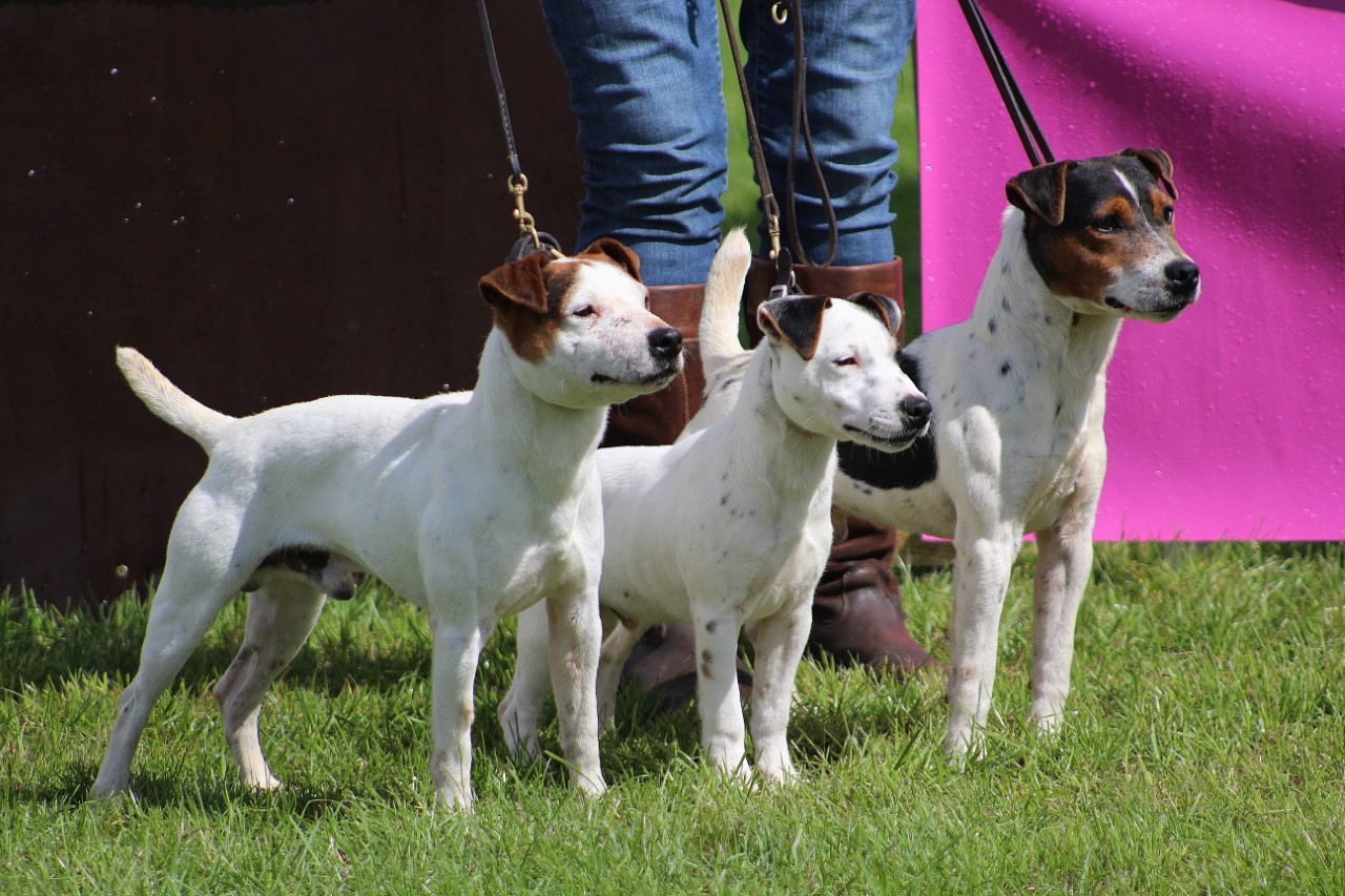 Class 29 Stud Dog and Get. Rushill Gromit &amp; Progeny. M &amp; E Hulme.