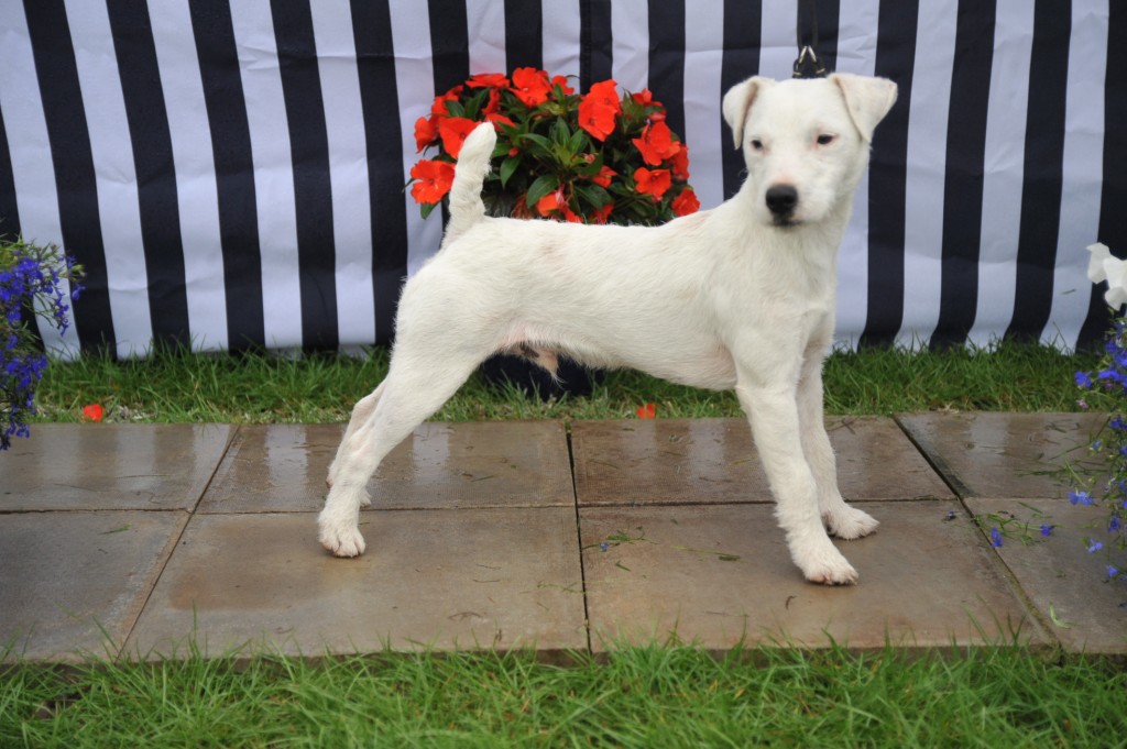 Class 2 10"-12/5 smooth/rough/broken coated dop pup (9-12 months) | Maypole Billy - J. Smith