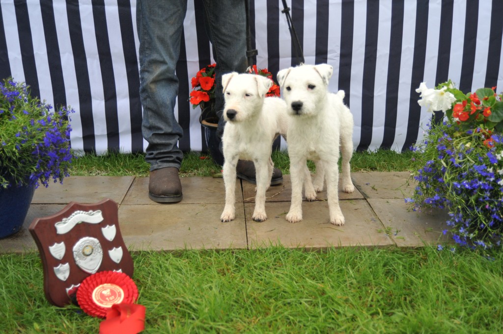 Class 23 Best Matched couple of Terriers | Kellford Murray & Taylor - C&B Branford