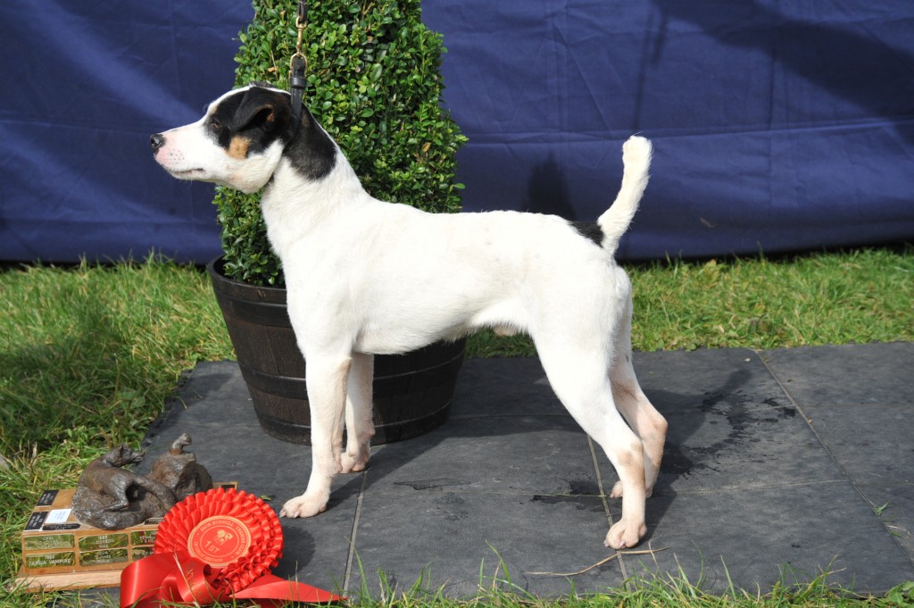 Class 7 12.5”-15” Smooth Coated Dog over 1 year old Rushill Judge - M & E Hulme