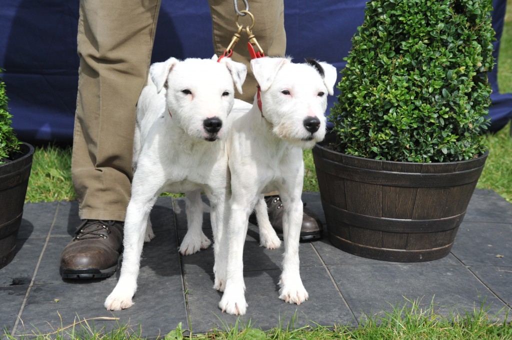 Class 23 Best matched couple of terriers Thornmoore Nipper & Dolly - S. Allibone