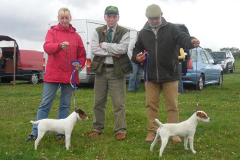 Northern Region Summer Show 2011 | Best Russell Puppy (right) & Reserve