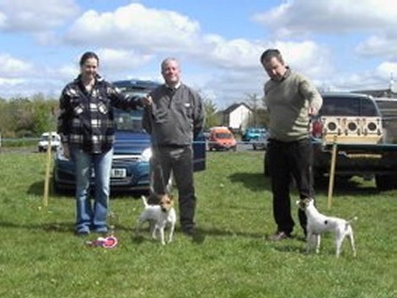 Best Jack Russell (left) and Reserve | Jack Russell, Ben owned by K. McCarthy (left) and Reserve, Penny owned by D. Morham