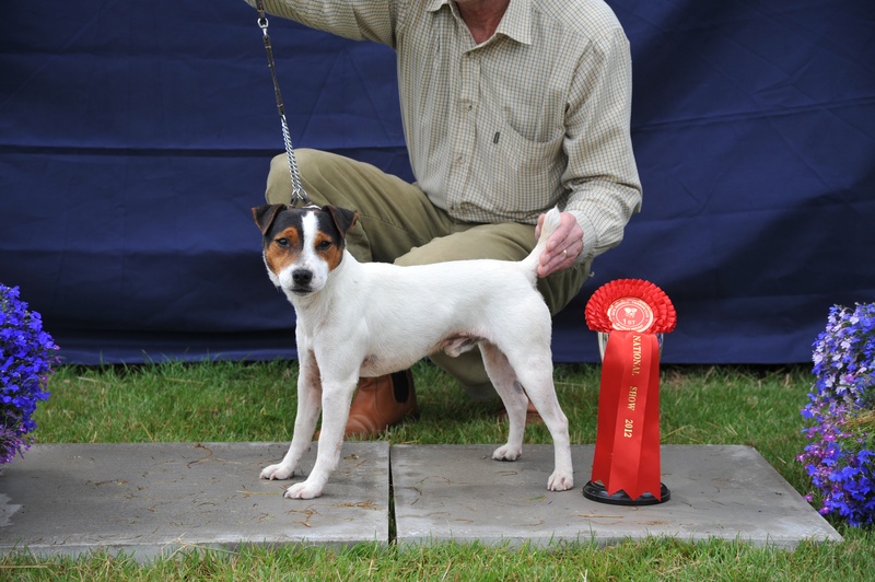 Class 3 10-12 1/2" Smooth Coated Dog over 1 year | Top Draw Bobby - K&J Green Reserve Champion 10"-12 1/2"
