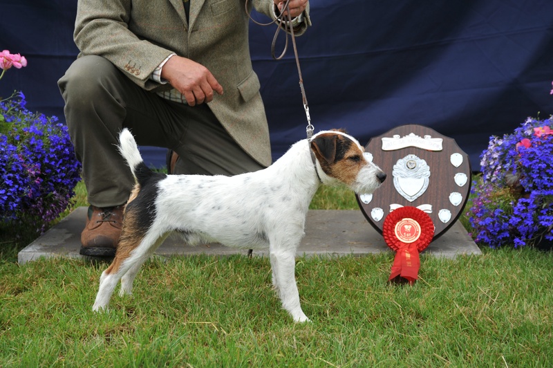 Class 4 10"-12 1/2" Rough/Broken Coated Dog over 1 year | Meynell Sundance Snatch - G. Mousely & A. Makela Champion 10"-12 1/2"