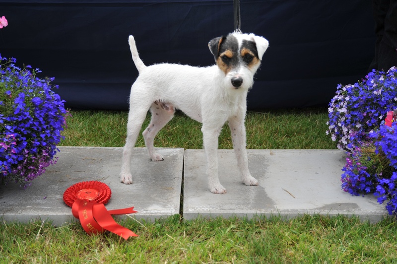 Class 5 12 1/2"-15" Smooth/Rough/Broken Coated Dog Pup 6-9 Months | Major - J. Robinson