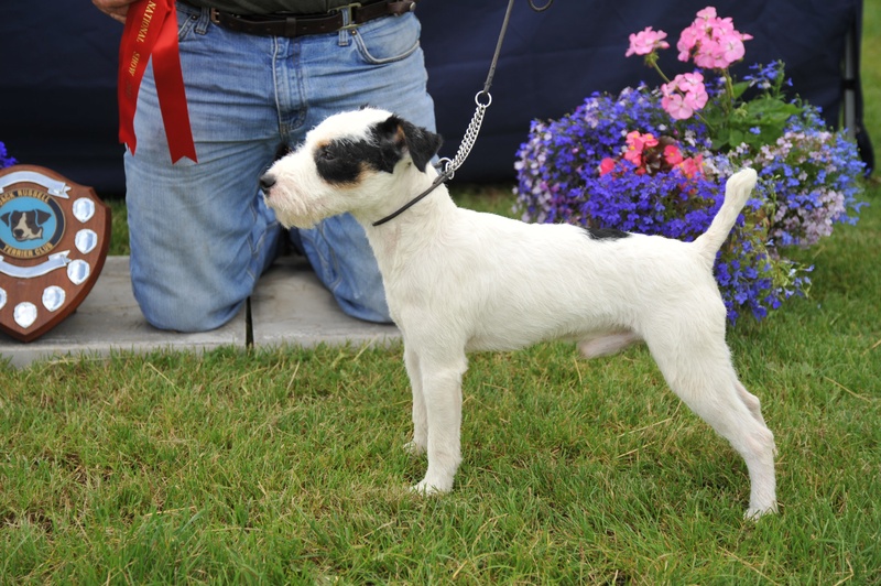 Class 6 12 1/2"-15" Smooth/Rough/Broken Coated Dog Pup 9-12 months | Cuchulann Black Jack - Dessie Mackin Champion Pup
