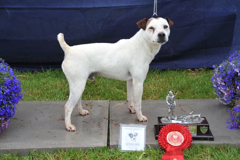 Class 21 Veteran terrier (terrier must be 7 years old or over) | Montrave Spud - D. Davidson