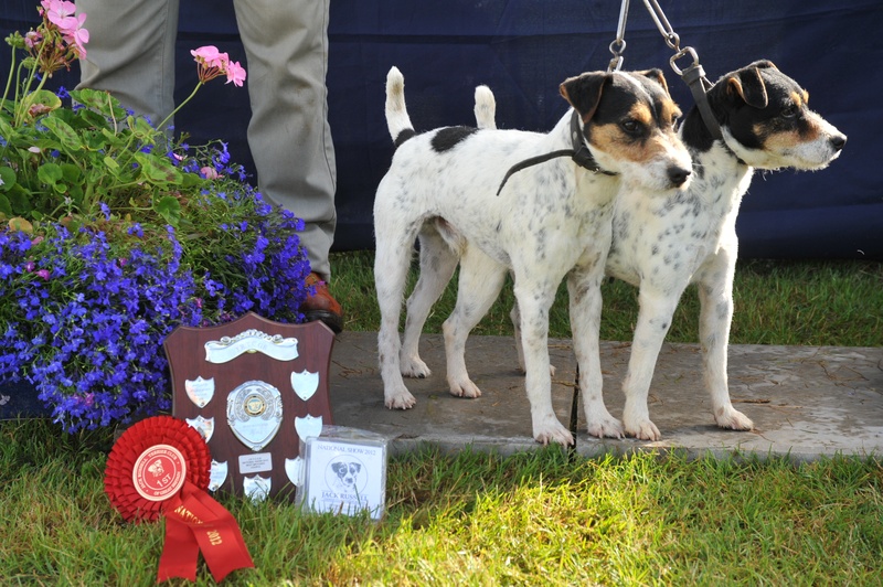 Class 23 Best matched couple of terriers | Foxgrove Bracken & Foxgrove Rocky - S. Parkin