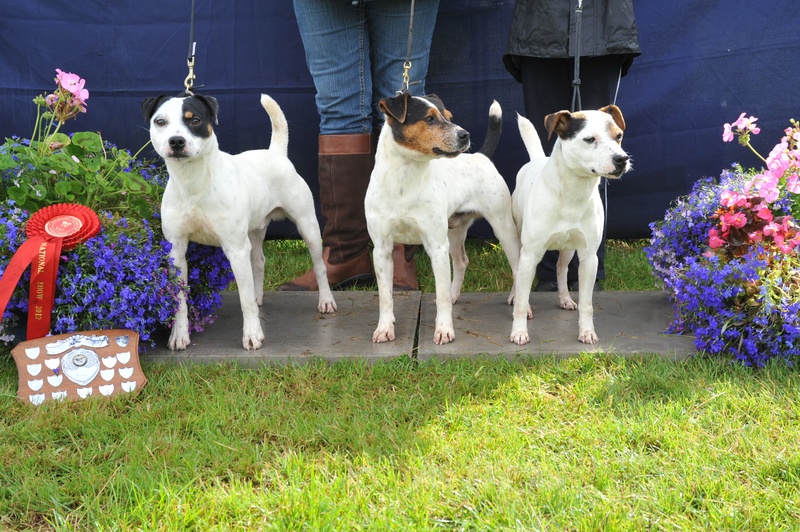 Class 24 Progeny (Sire or Dam - son or daughter ? grandson or granddaughter) Entries must consist of 3 different terriers | Rushill Clyde & Co. - M&E Hulme