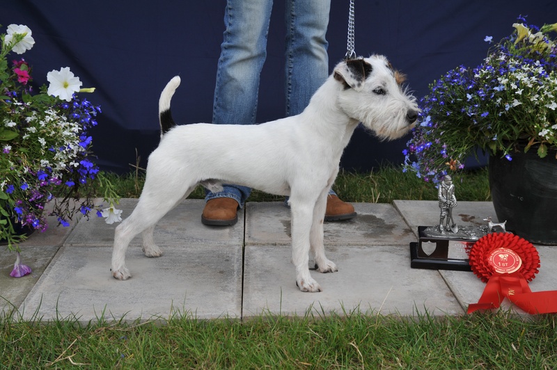 Class 1 Dog Pup 10"-12 1/2" Smooth, Rough/Broken (6-12 months) | Bicester Sonic of Radbourne - B. Smith