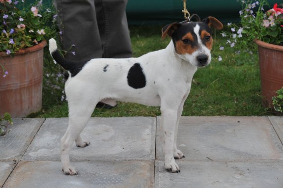 Class 1. Dog Pup (6-12 months) 10-12.5 ins | Ted Harries - Brockton Sport