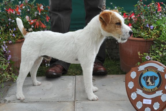 Class 5. Dog Pup (6-12 months) 12.5 - 15 ins | Jane Massarella - Cadella Bracken