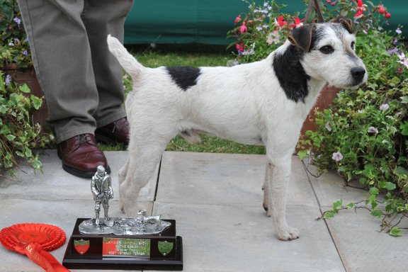 Class 21. Veteran Terrier (7 years and over) | Ted Harris - Brockton Tom
