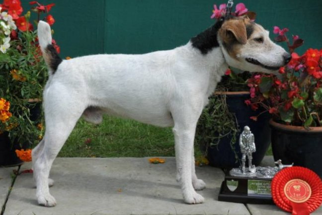 Class 21. Veteran Terrier (7 years or older) | M. Cook - Foxnorton Monty of Santlache