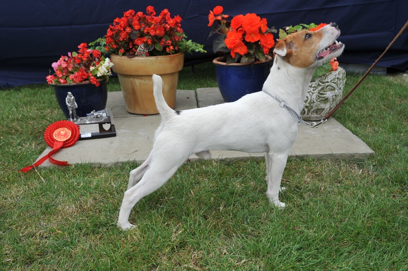 Class 1 10-12 1/2" Dog Pup (6-12 months) | J. DeWinter - Kingsway Marshall