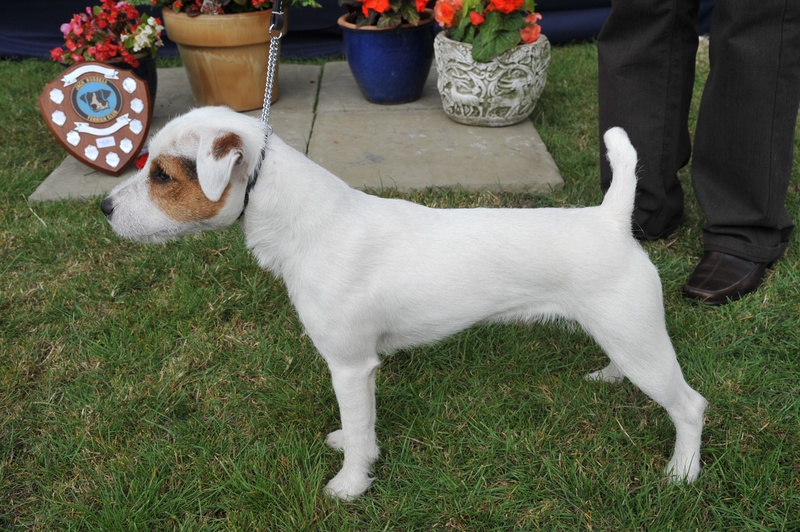 Class 4 12 1/2 - 15" Dog Pup (6-12 Months) | G. Howes - Cadella Buzz of Crackshill