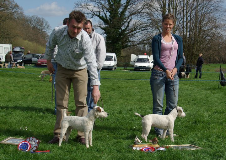 Best Jack Russell (right) & Reserve |
